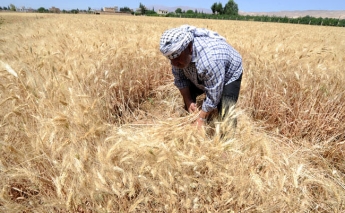Weather and conflict limit Syria’s agricultural production, perpetuating food insecurity